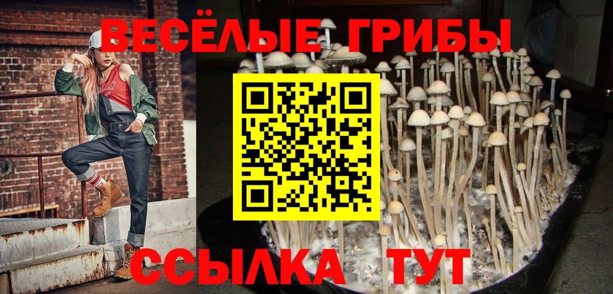 Галлюциногенные грибы Psilocybe Карпинск